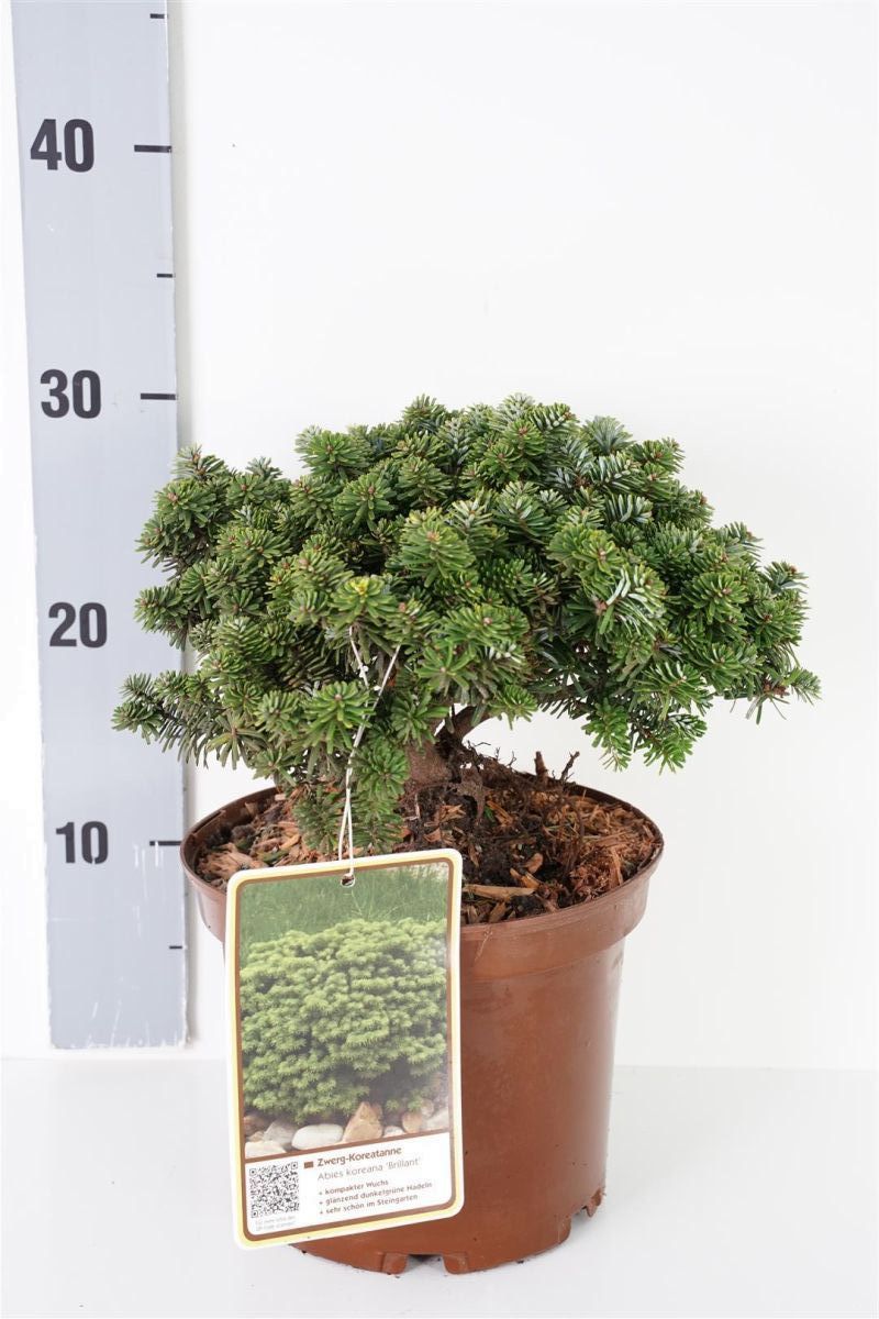 Abies koreana &