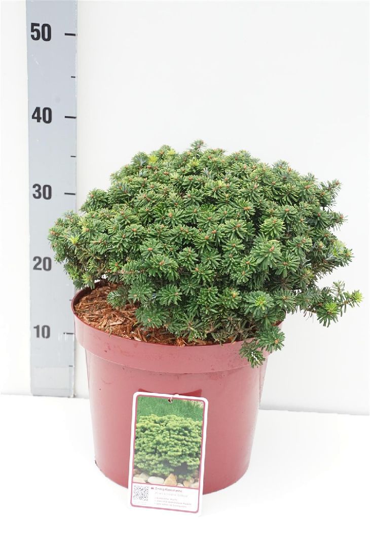 Abies koreana &