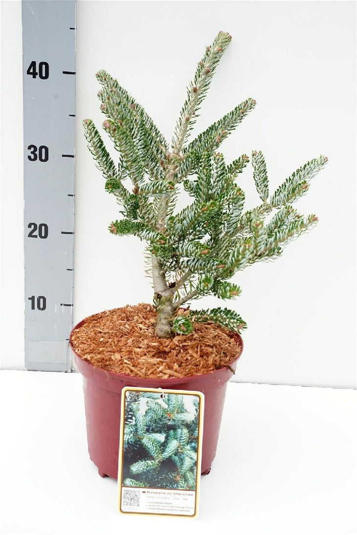 Abies koreana &