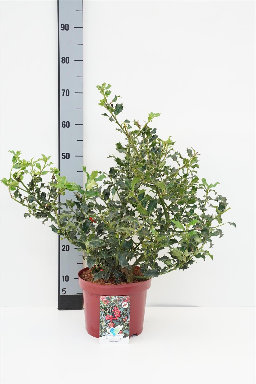 Ilex aquifolium &