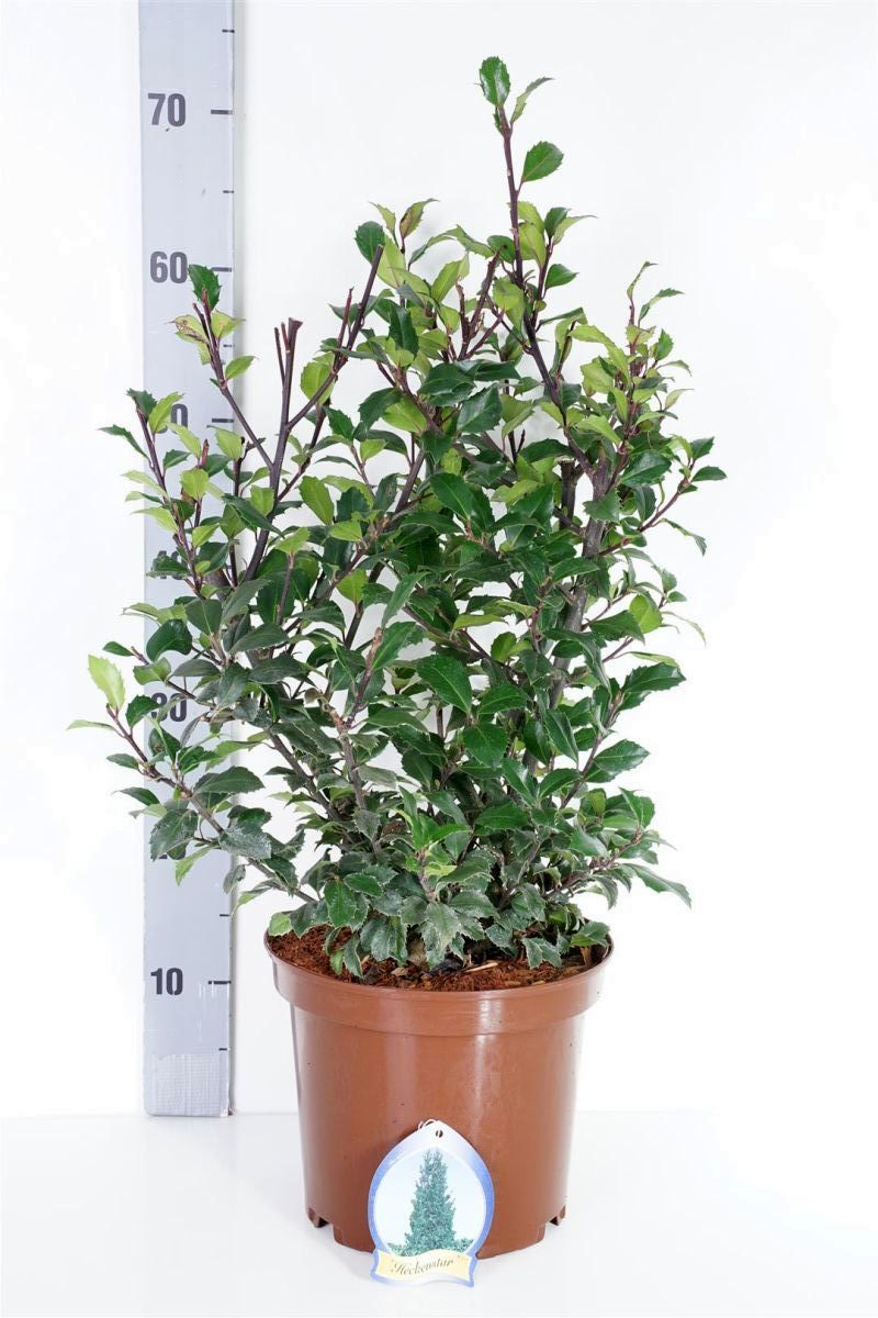 Ilex meserveae &