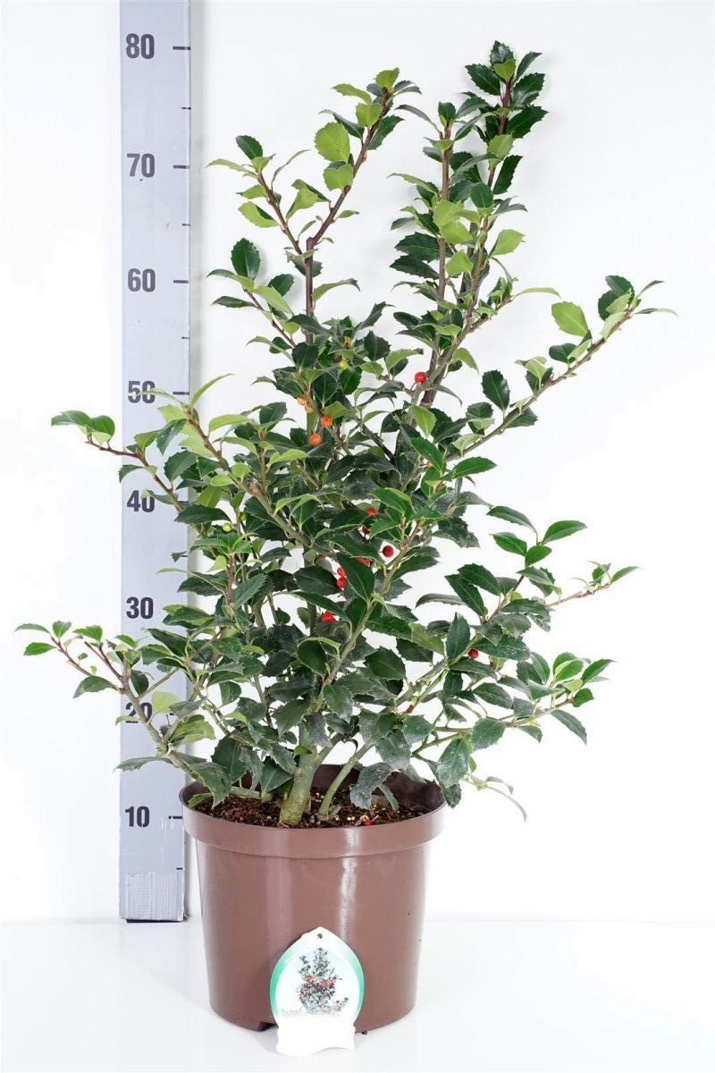 Ilex meserveae &