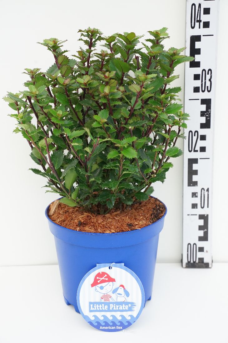 Ilex meserveae &