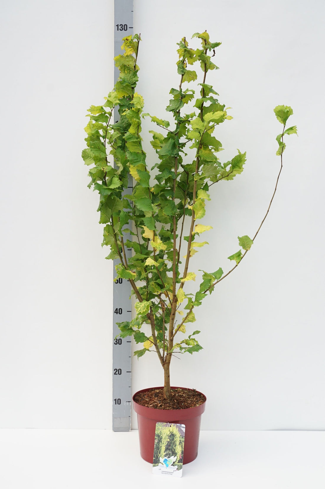 Ulmus holl. &