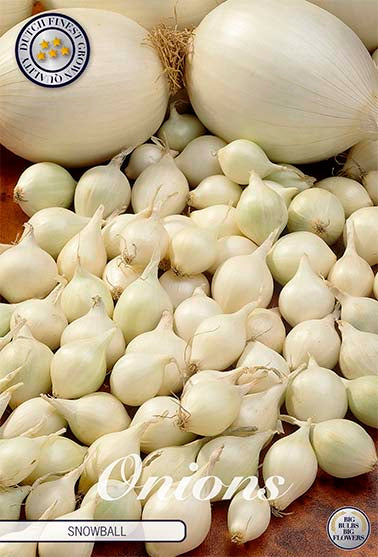 Lök-Onion Snowball 250 g – hel förpackningsbild med blomman. Från Svedberga Plantskola