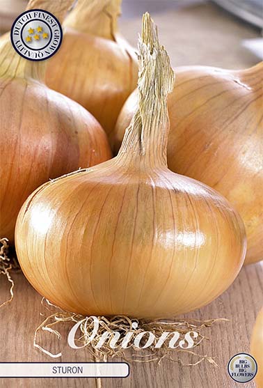 Lök-Onion Sturon 250 g – hel förpackningsbild med blomman. Från Svedberga Plantskola