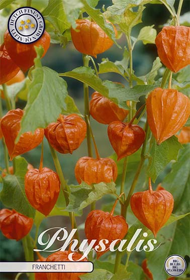 Physalis Franchetti – hel förpackningsbild med blomman, 4-pack. Från Svedberga Plantskola