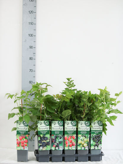 Actinidia arguta i sorter C2 (2 liters kruka) 40-60 cm (3 pinnar)