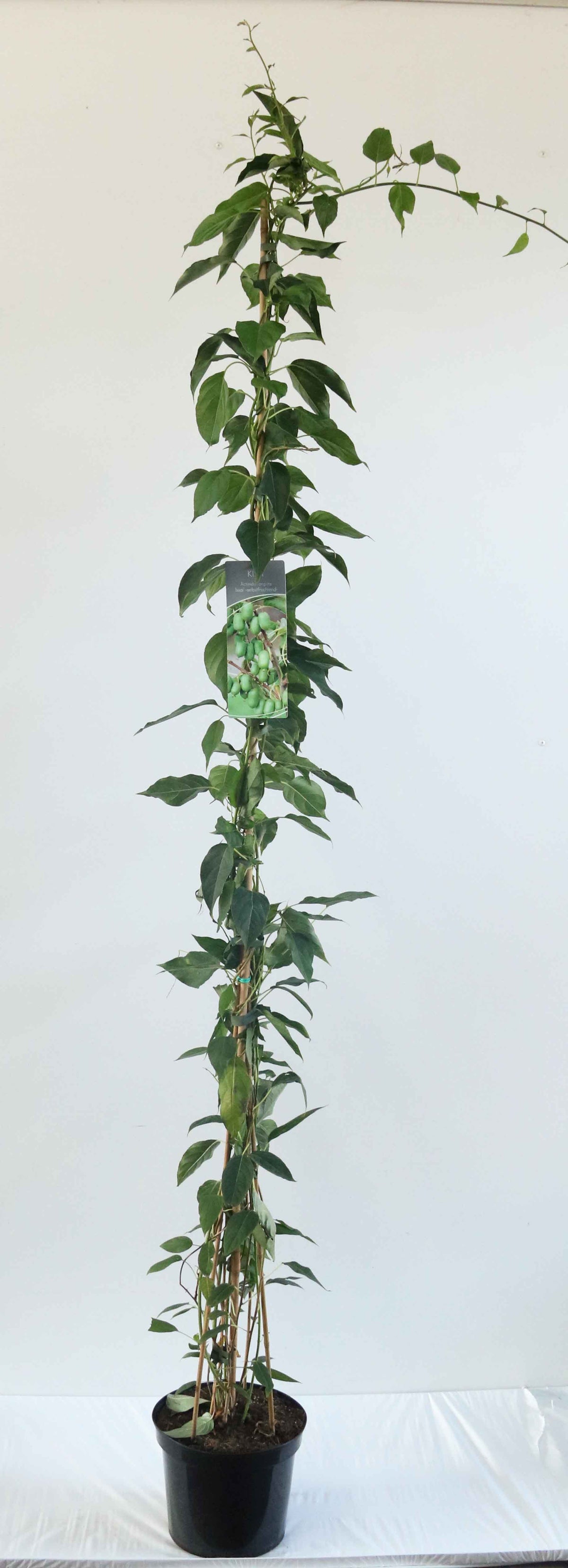 Actinidia arguta &