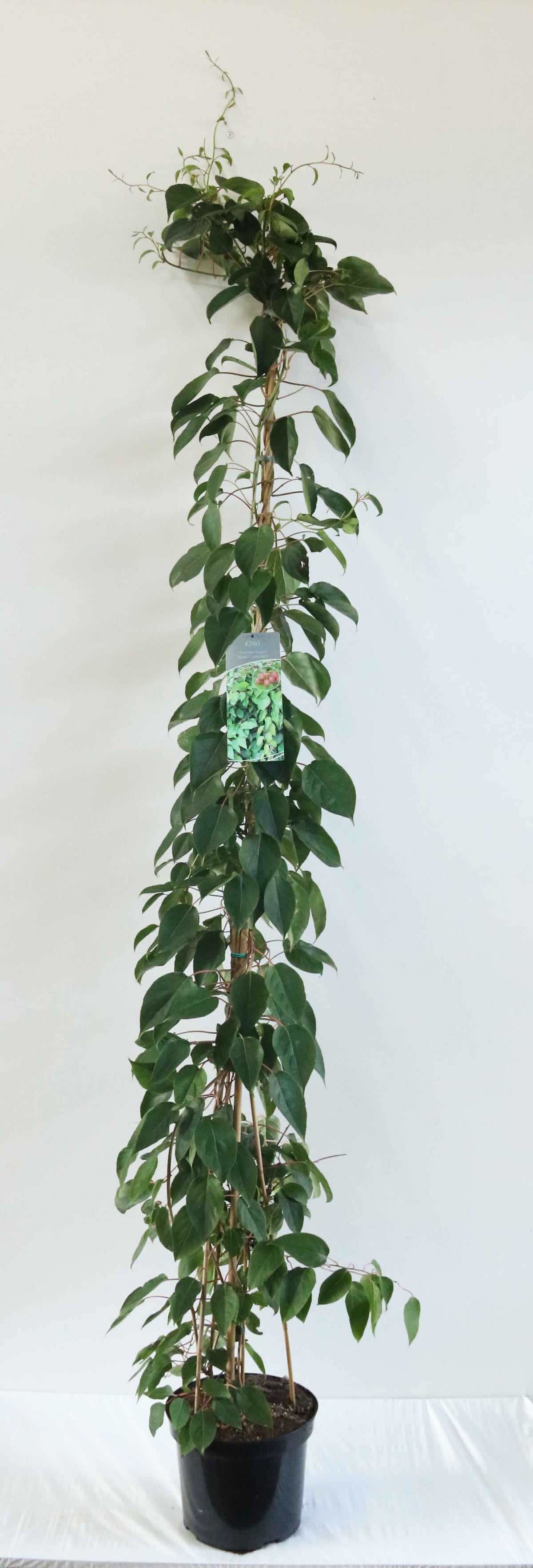 Actinidia arguta &