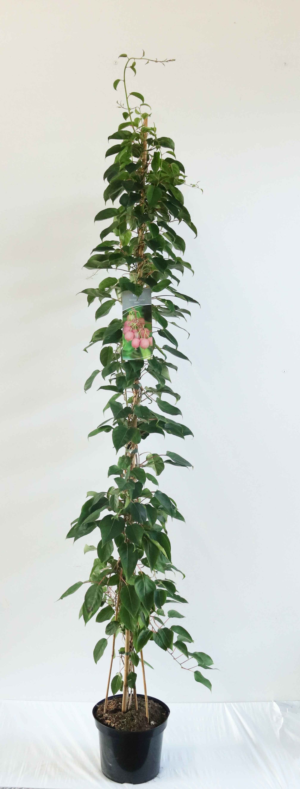 Actinidia arguta &