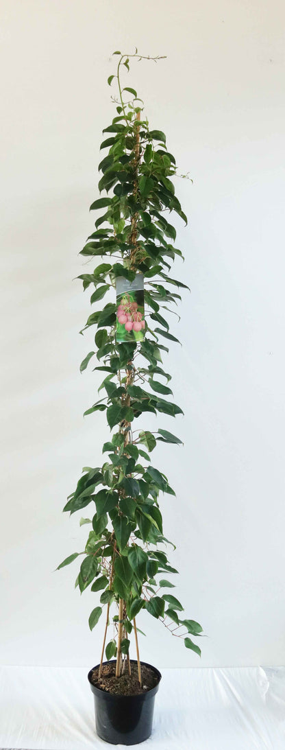 Actinidia arguta &