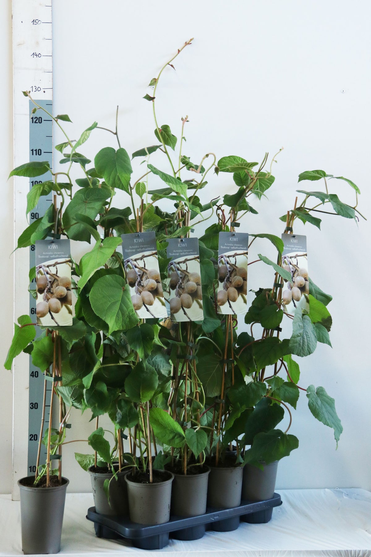 Actinidia deliciosa &