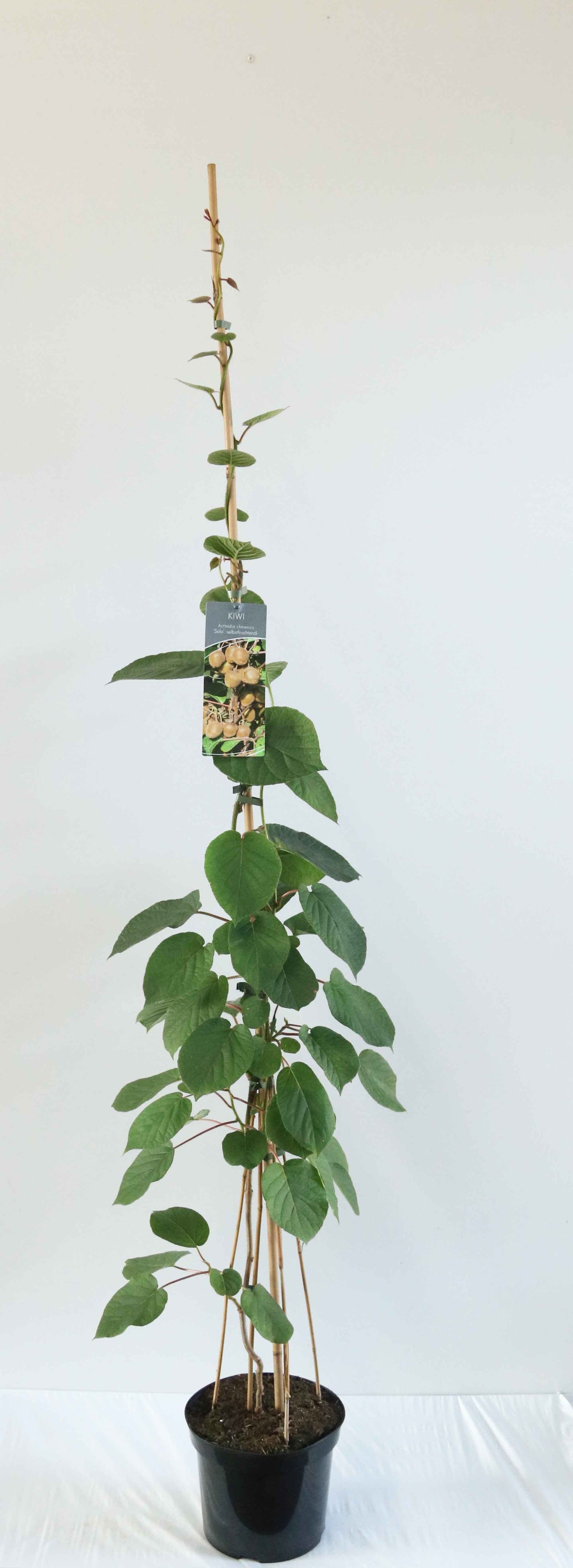 Actinidia deliciosa &