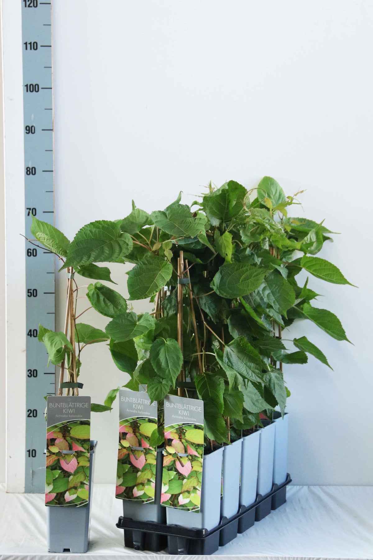Actinidia kolomikta C2 (2 liters kruka) / 17 cm kruka 40-60 cm 3 käppar