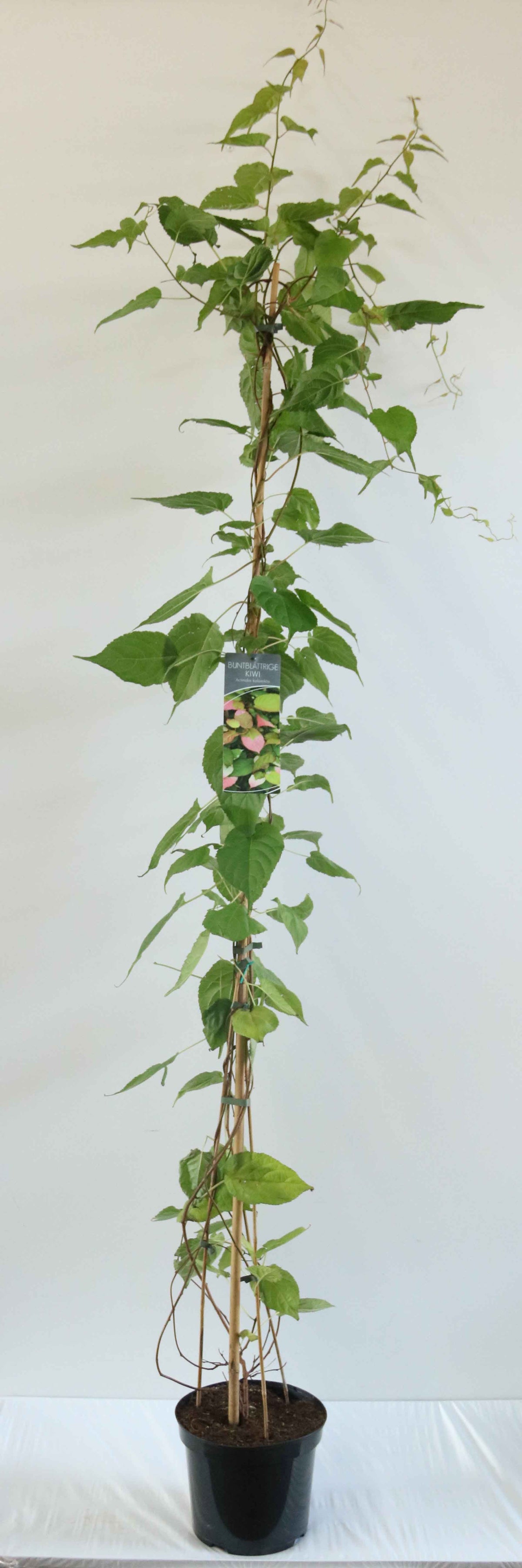 Actinidia kolomikta 150-200 cm C7,5 (7,5 liters kruka / 26 cm kruka)
