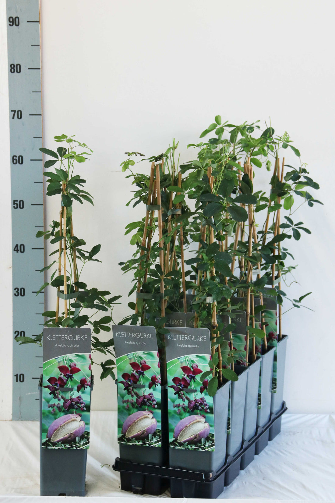 Akebia quinata C2 (2 liters kruka) 40–60 cm - 3 käppar