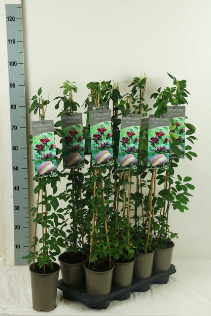 Akebia quinata 60-100 cm, 17 cm kruka (3 käppar)