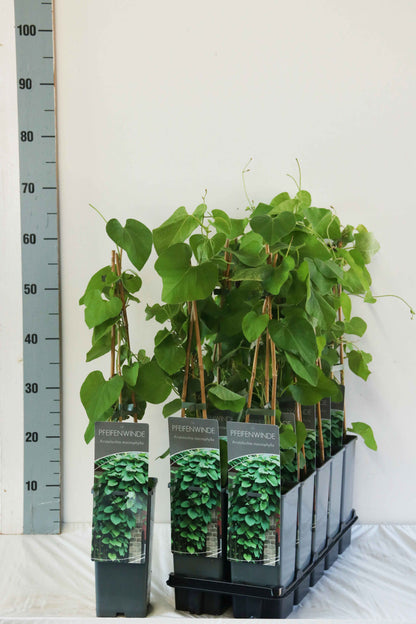 Aristolochia macrophylla C2 (2 liters kruka) 40-60 cm