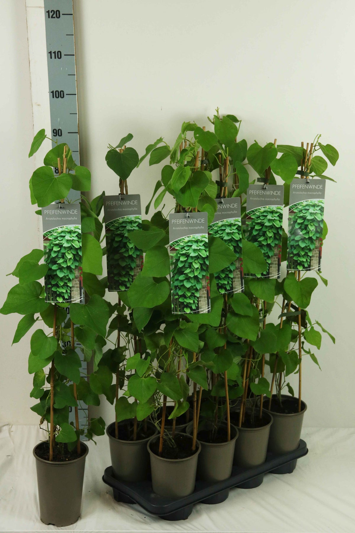 Aristolochia macrophylla 60-100 cm 17 cm kruka (3 käppar)