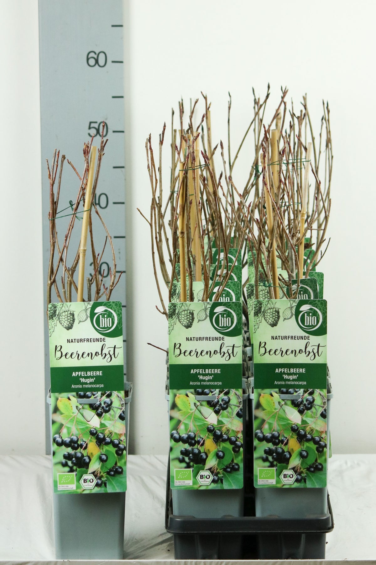 Aronia melanocarpa &