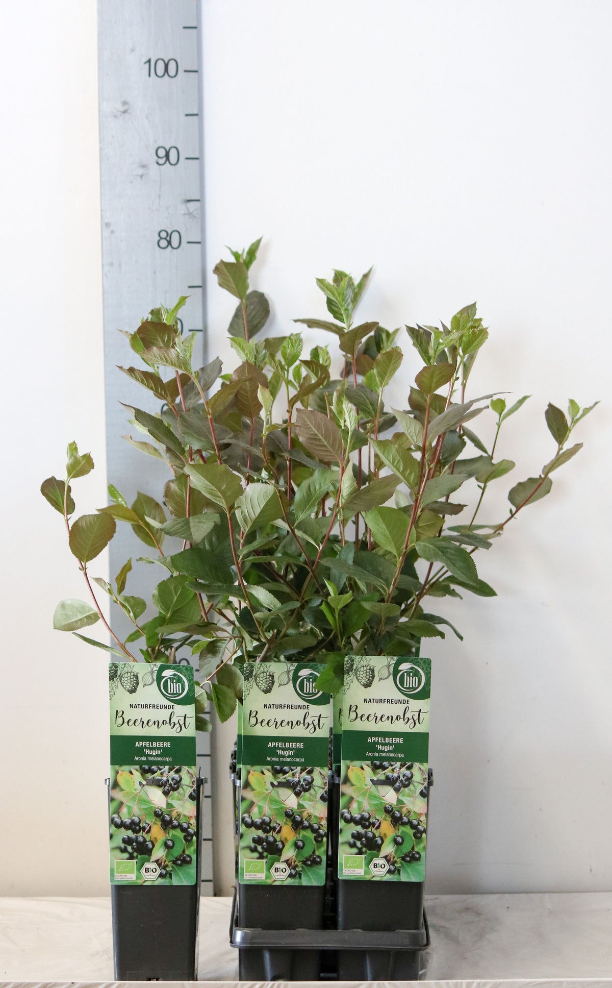Aronia melanocarpa &