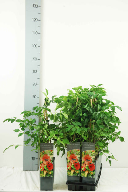 Campsis grandiflora C2 (2 liters kruka / 17 cm kruka) 40-60 cm (3 käppar)
