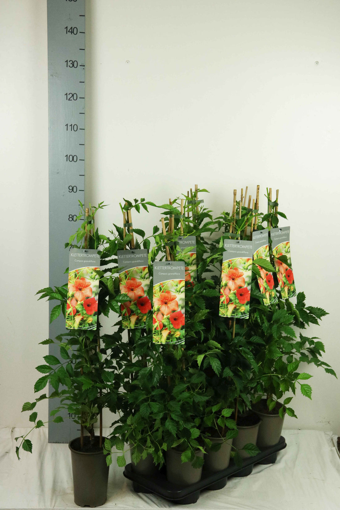 Campsis grandiflora 60-100 cm, 17 cm kruka (3 käppar)