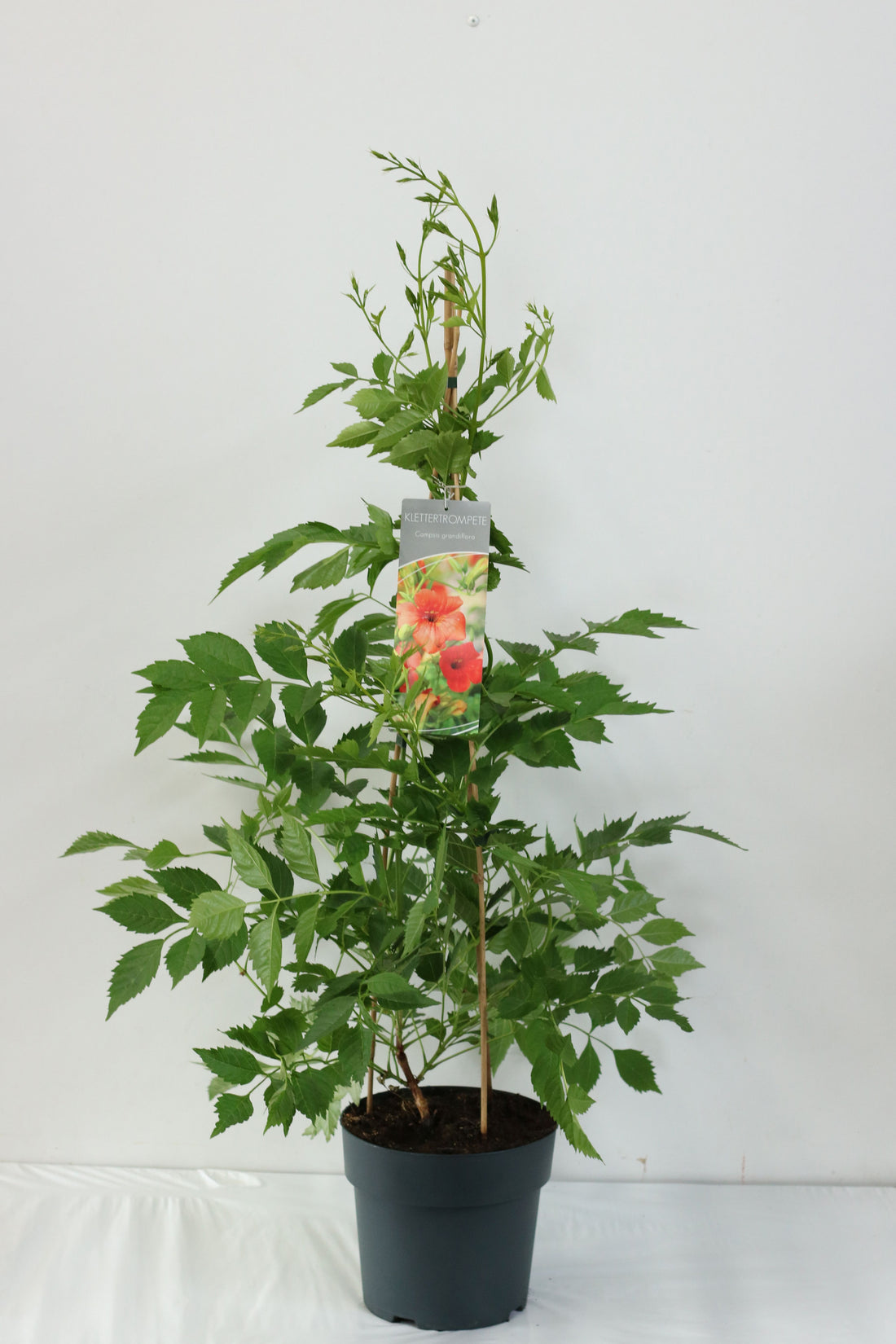 Campsis grandiflora 80-100 cm, C5 (5 liters kruka)