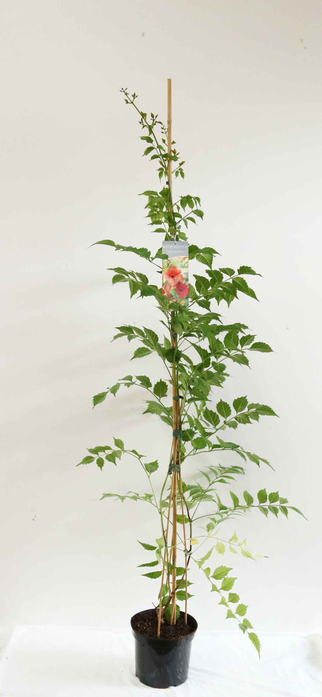 Campsis grandiflora C7,5 (7,5 liters kruka) 150-200 cm
