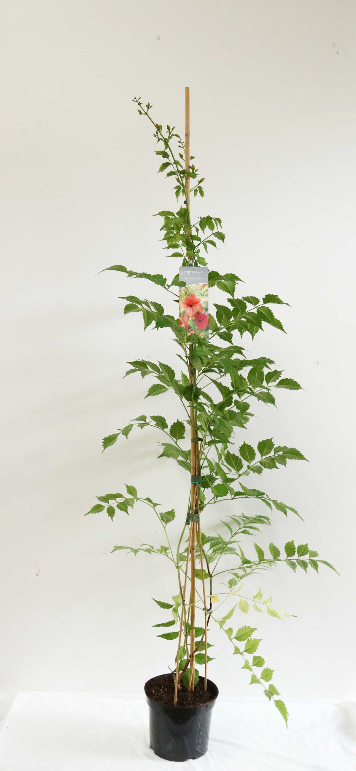 Campsis grandiflora 150-200 cm (7,5 liters kruka)