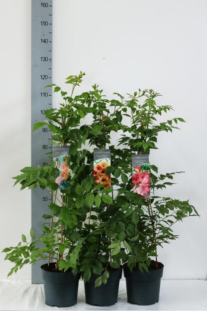 Campsis i sorter C5 (5 liters kruka) / 23 cm kruka 80-100 cm