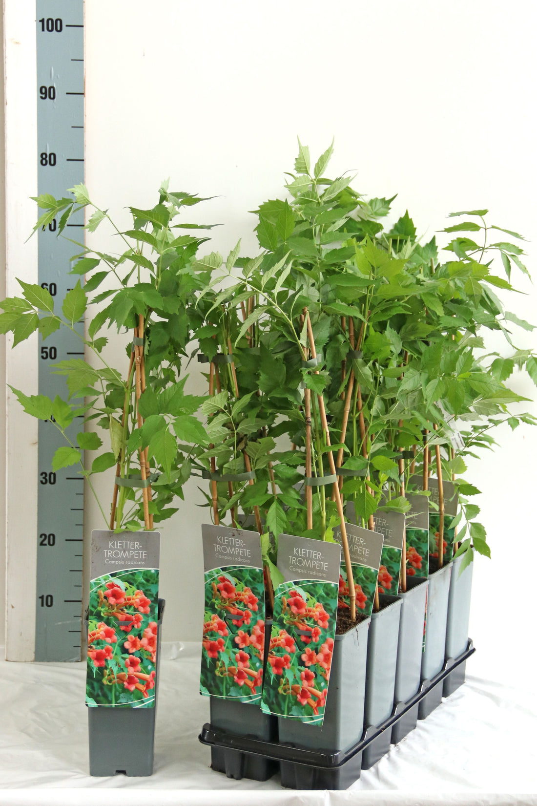 Campsis radicans 40-60 cm, C2 (2 liters kruka)