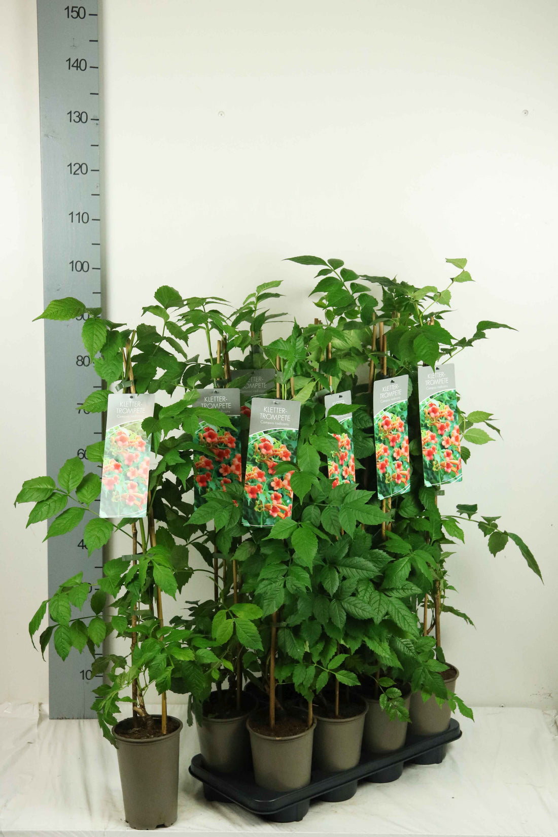 Campsis radicans 60-100 cm, 17 cm kruka
