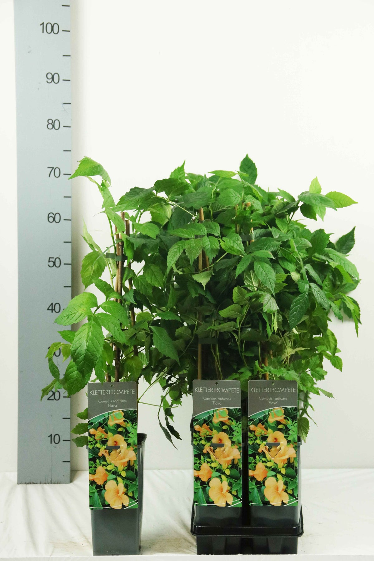 Campsis radicans &