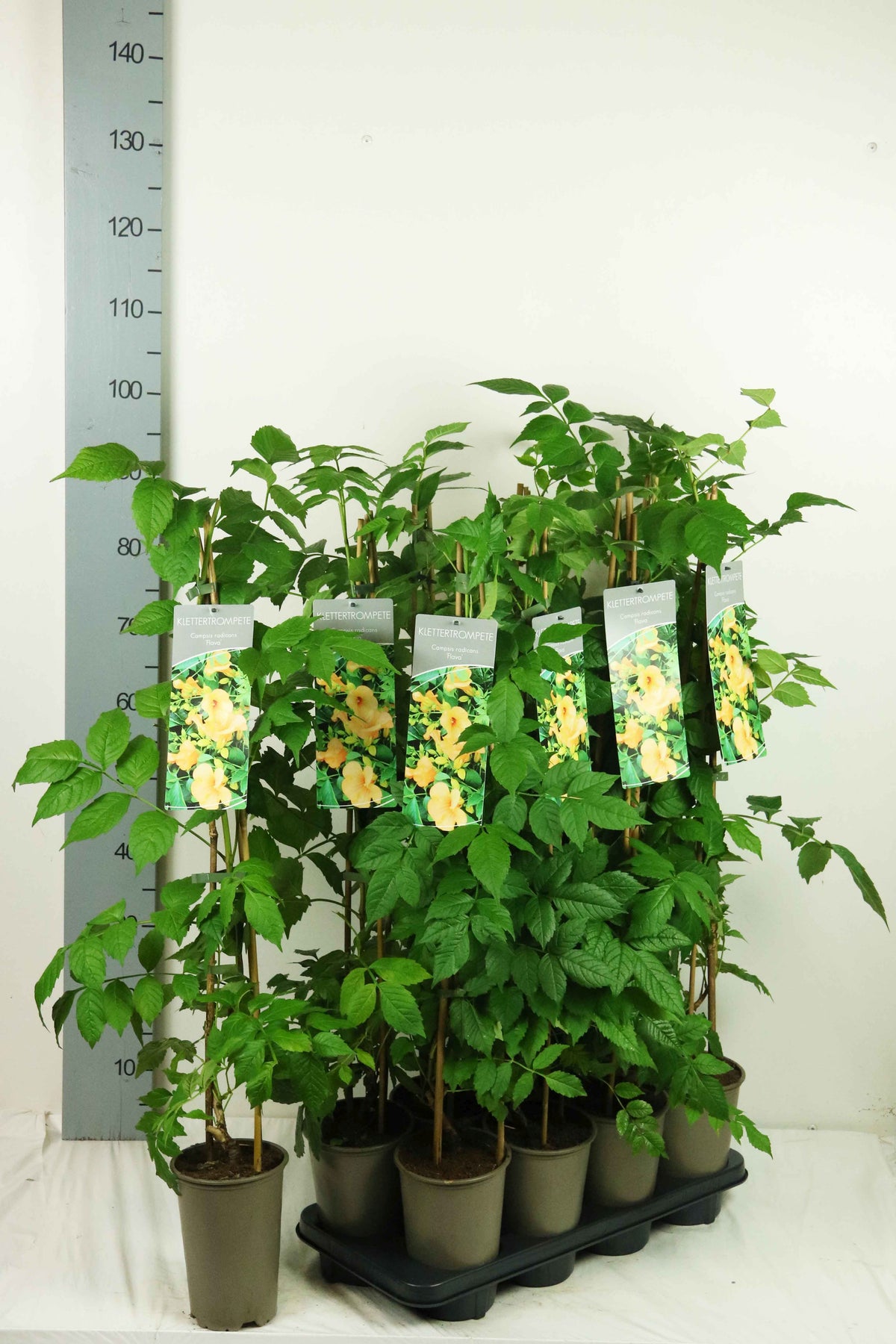 Campsis radicans &