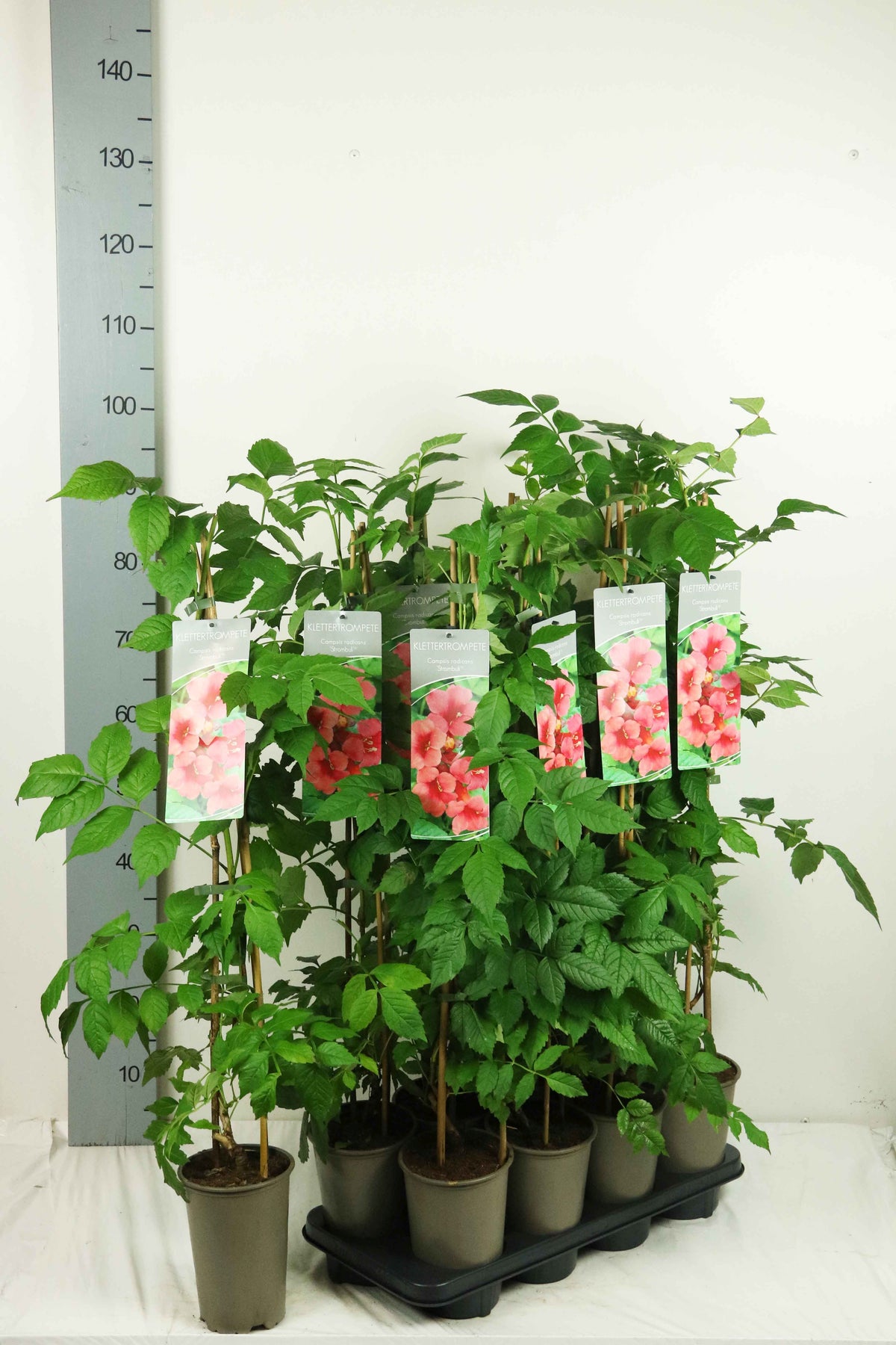 Campsis radicans &