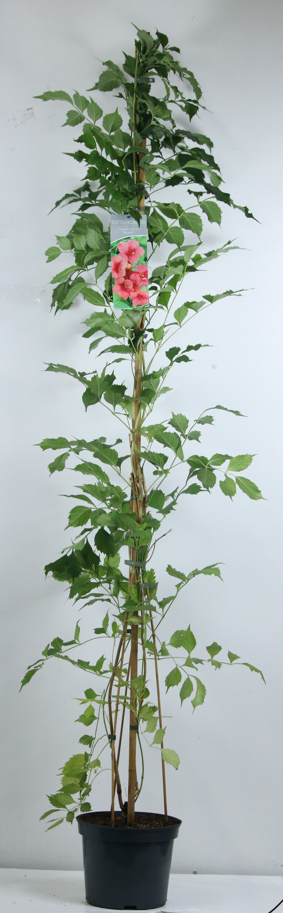 Campsis radicans &