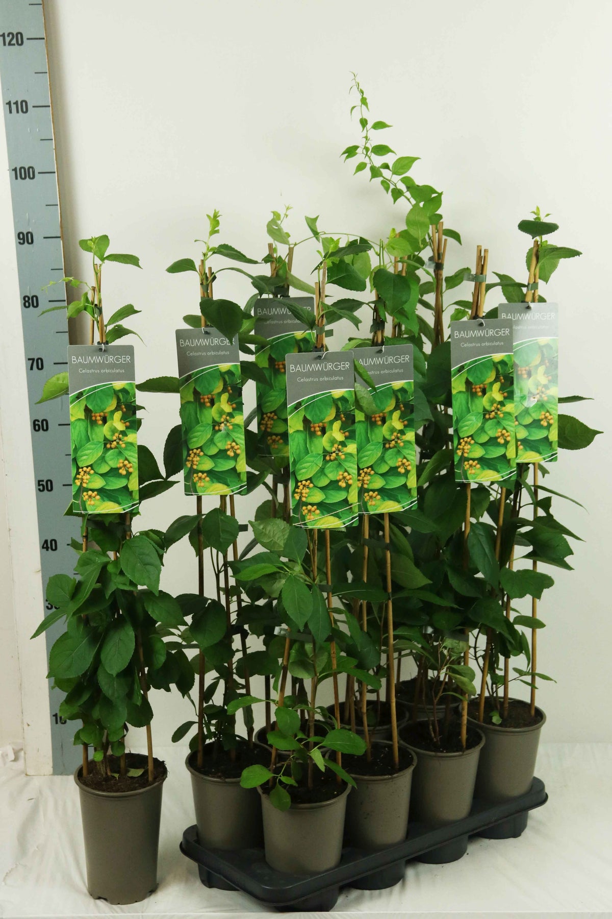 Celastrus orbiculatus 60-100 cm (17 cm kruka)