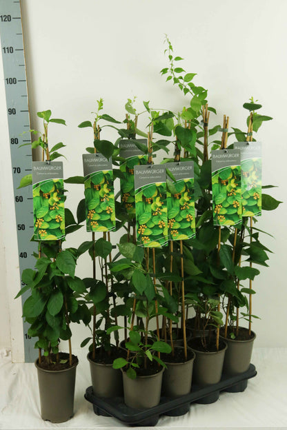 Celastrus orbiculatus 60-100 cm, 17 cm kruka