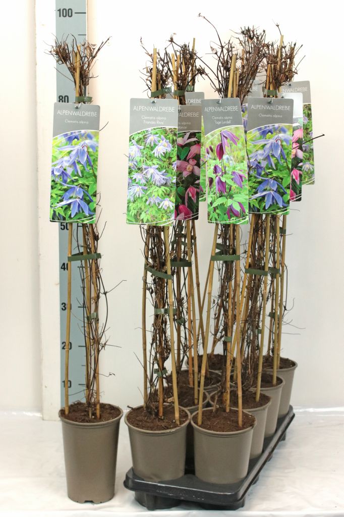 Clematis alpina, olika sorter - 17 cm kruka, 60-100 cm