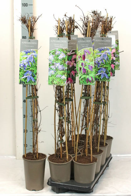 Clematis alpina, olika sorter - 17 cm kruka, 60-100 cm