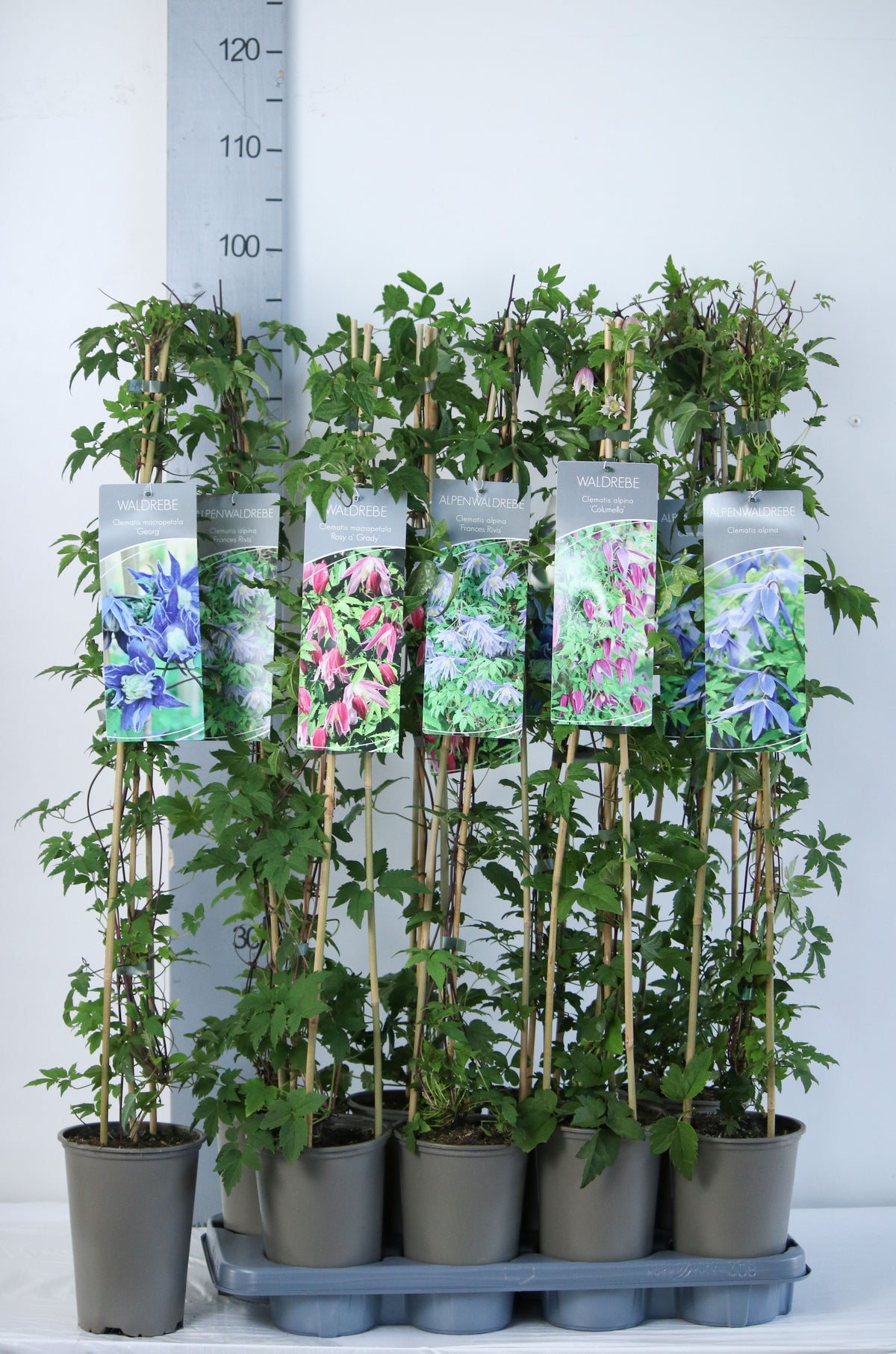 Clematis alpina, olika sorter - 17 cm kruka, 60-100 cm