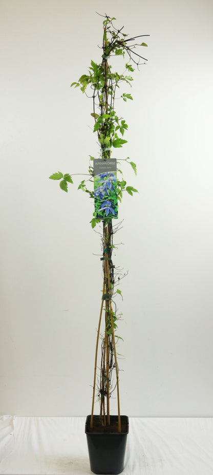 Clematis alpina 100-125 cm, C5 (5 liters kruka)