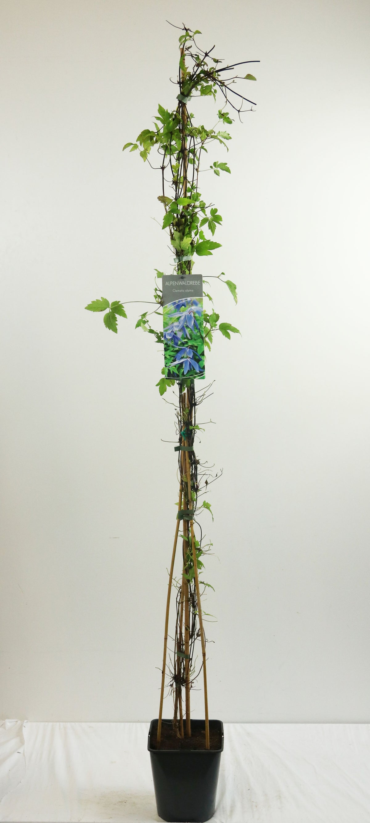 Clematis alpina 100-125 cm, C5 (5 liters kruka)