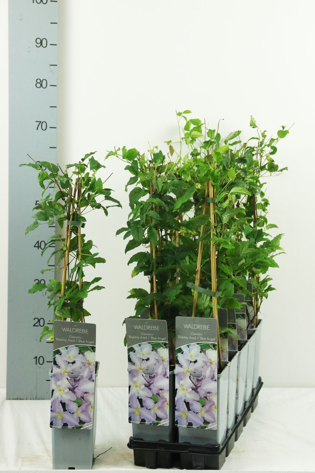 Clematis &