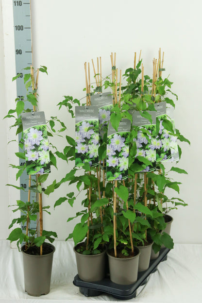 Clematis &