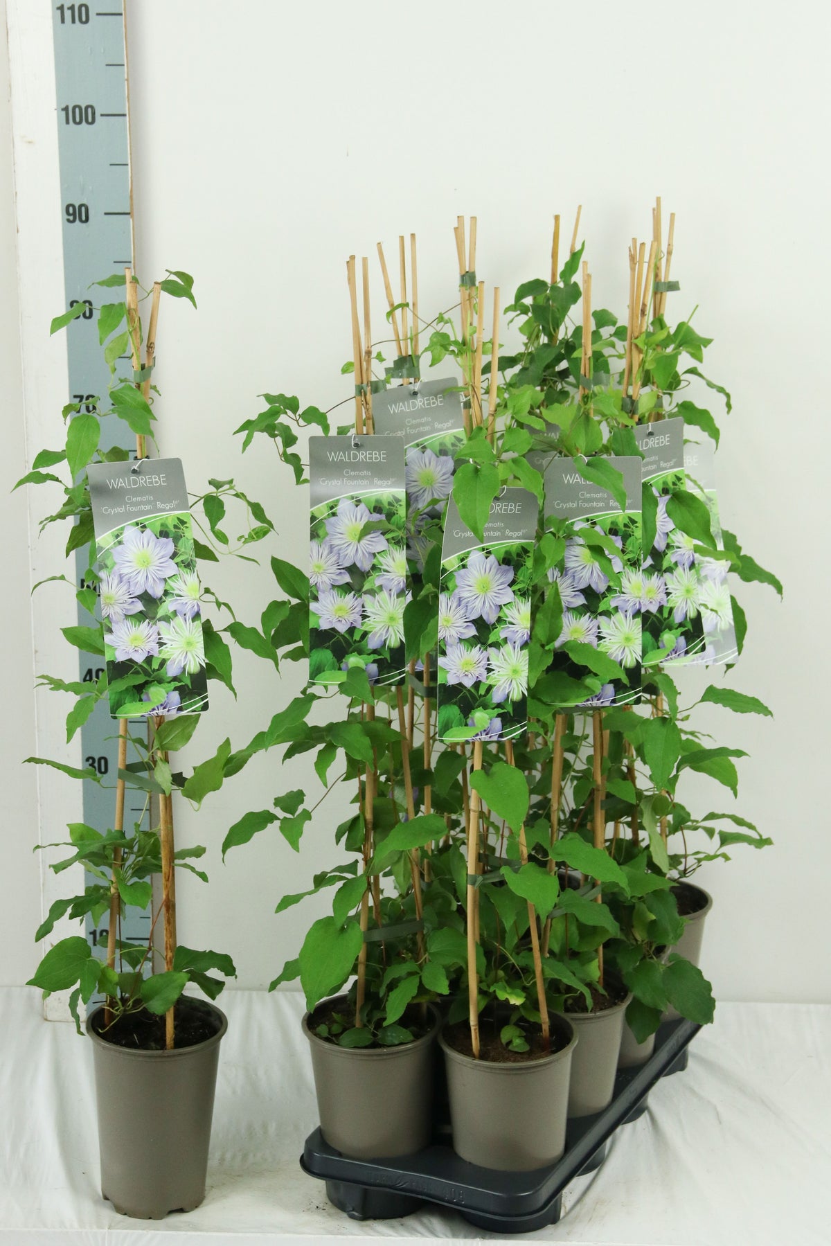Clematis &
