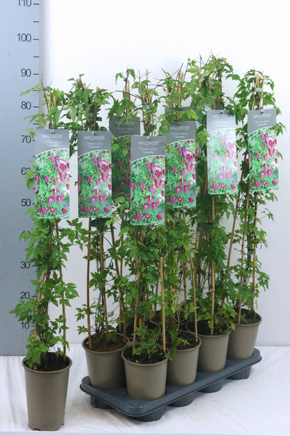 Clematis &