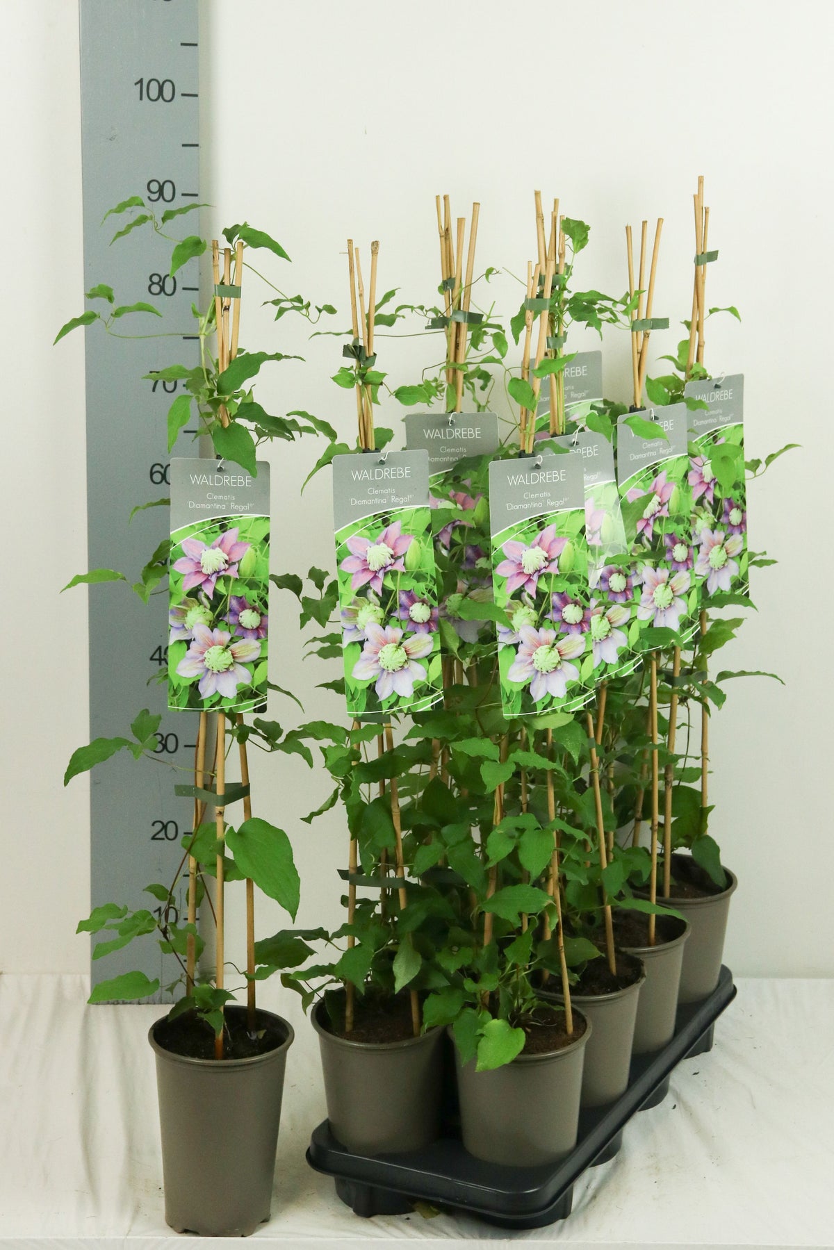 Clematis &